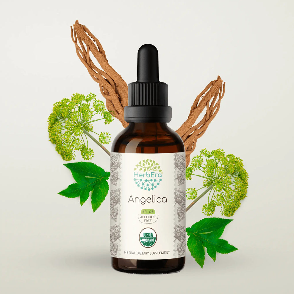 HerbEra Angelica Tincture