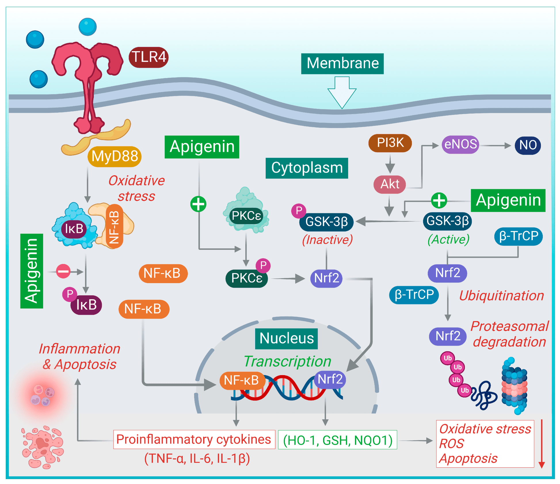 Apigenin – 50mg Optimal Dose (120 capsules)