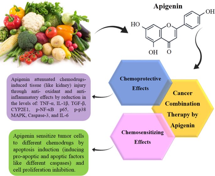 Apigenin – 50mg Optimal Dose (120 capsules)