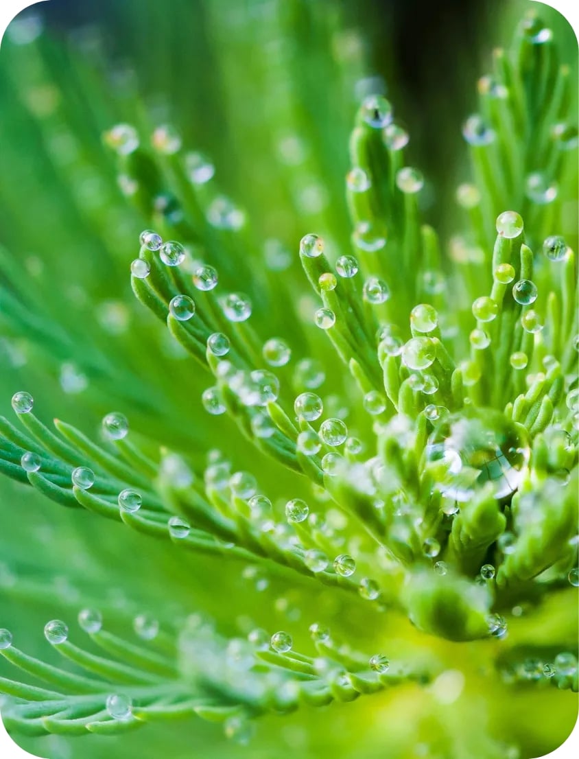 The Analemma Wand (luxury walnut)