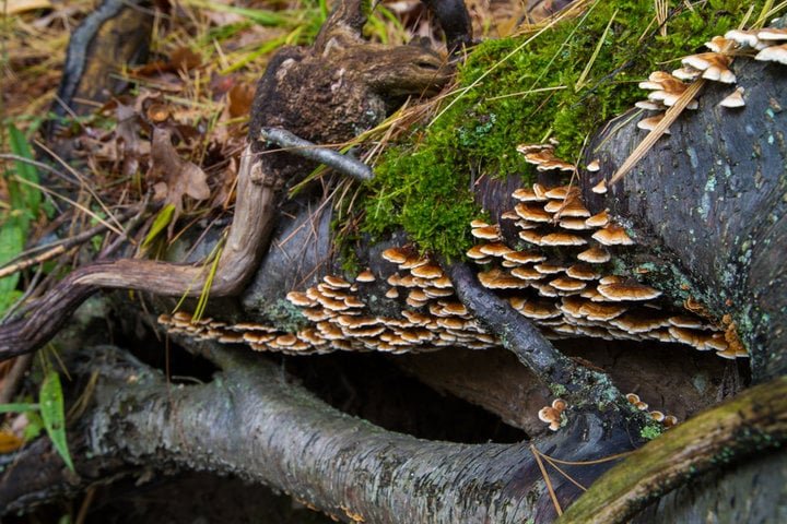 Coriolus (Turkey Tail - 350 mg)
