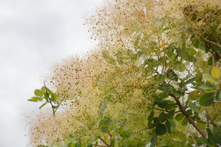 Fisetin Pro Liposomal, 150 mg