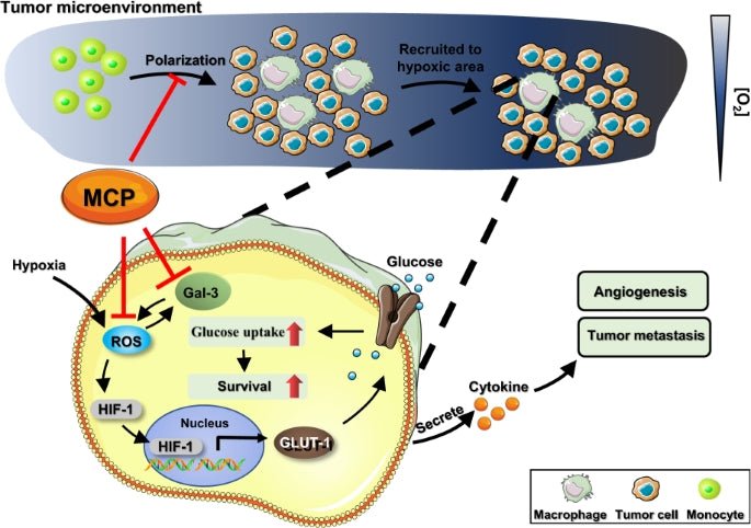 Modified Citrus Pectin (MCP) Capsules (60)