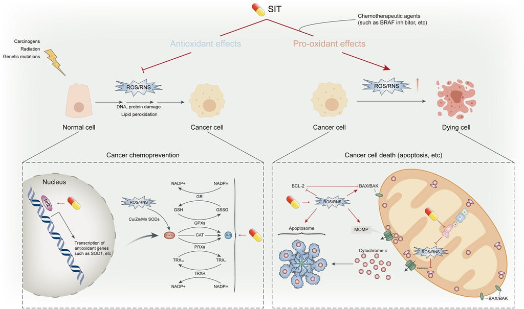 Plant Sterols – Beta-Sitosterol
