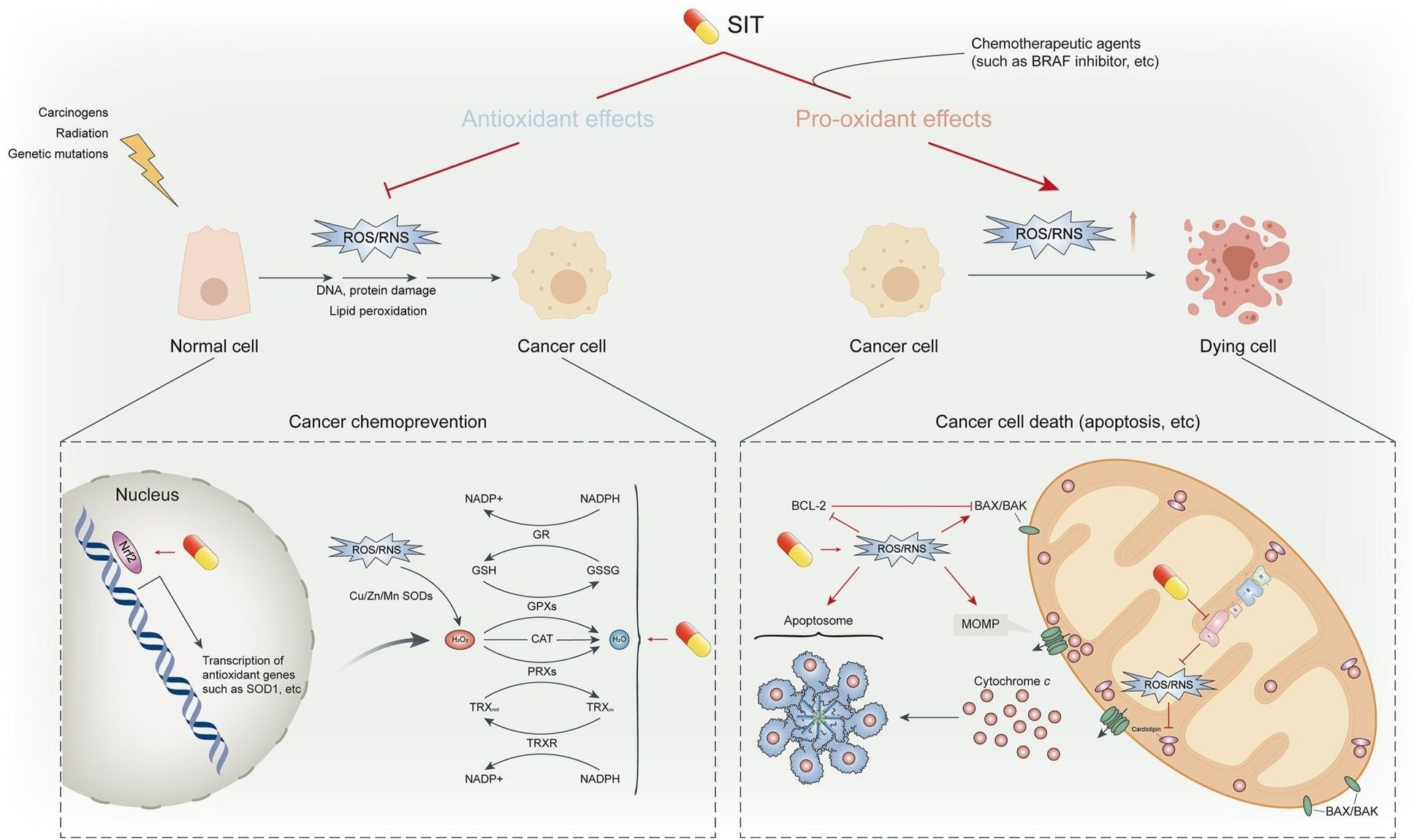 Plant Sterols – Beta-Sitosterol