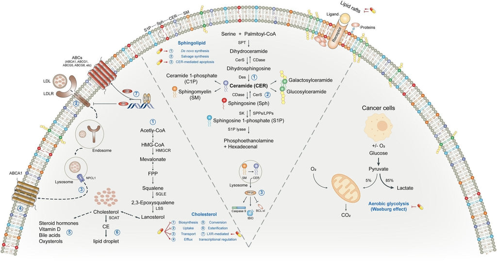 Plant Sterols – Beta-Sitosterol