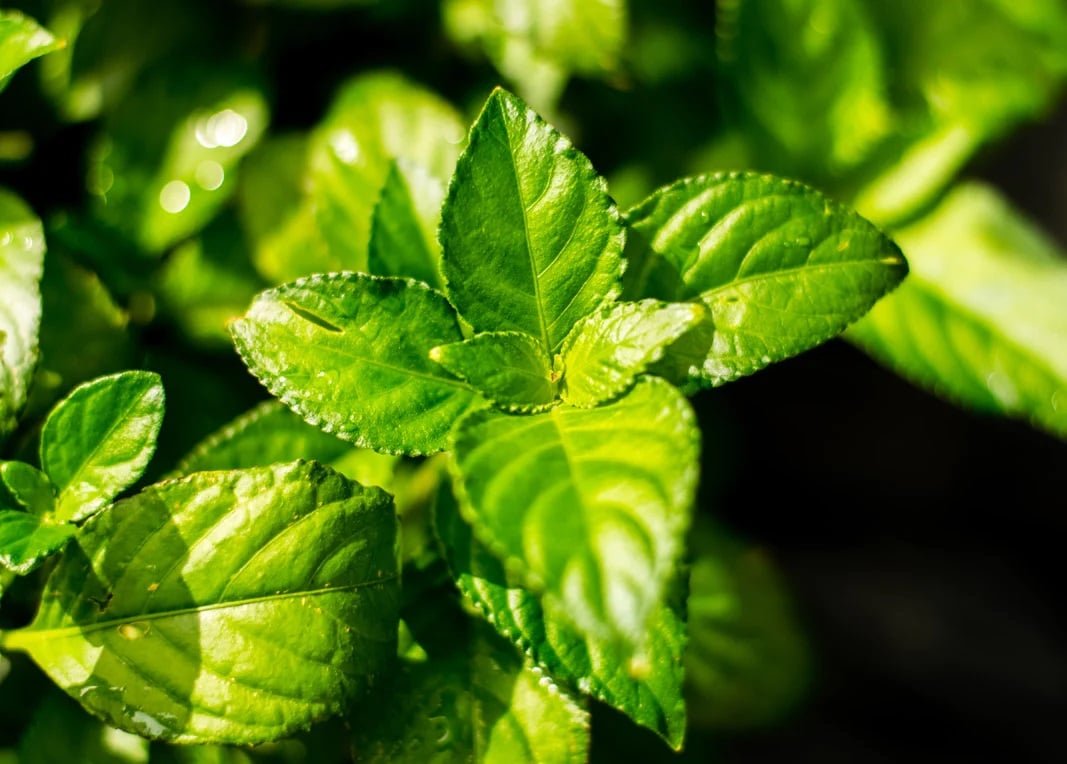 Plant Sterols – Beta-Sitosterol