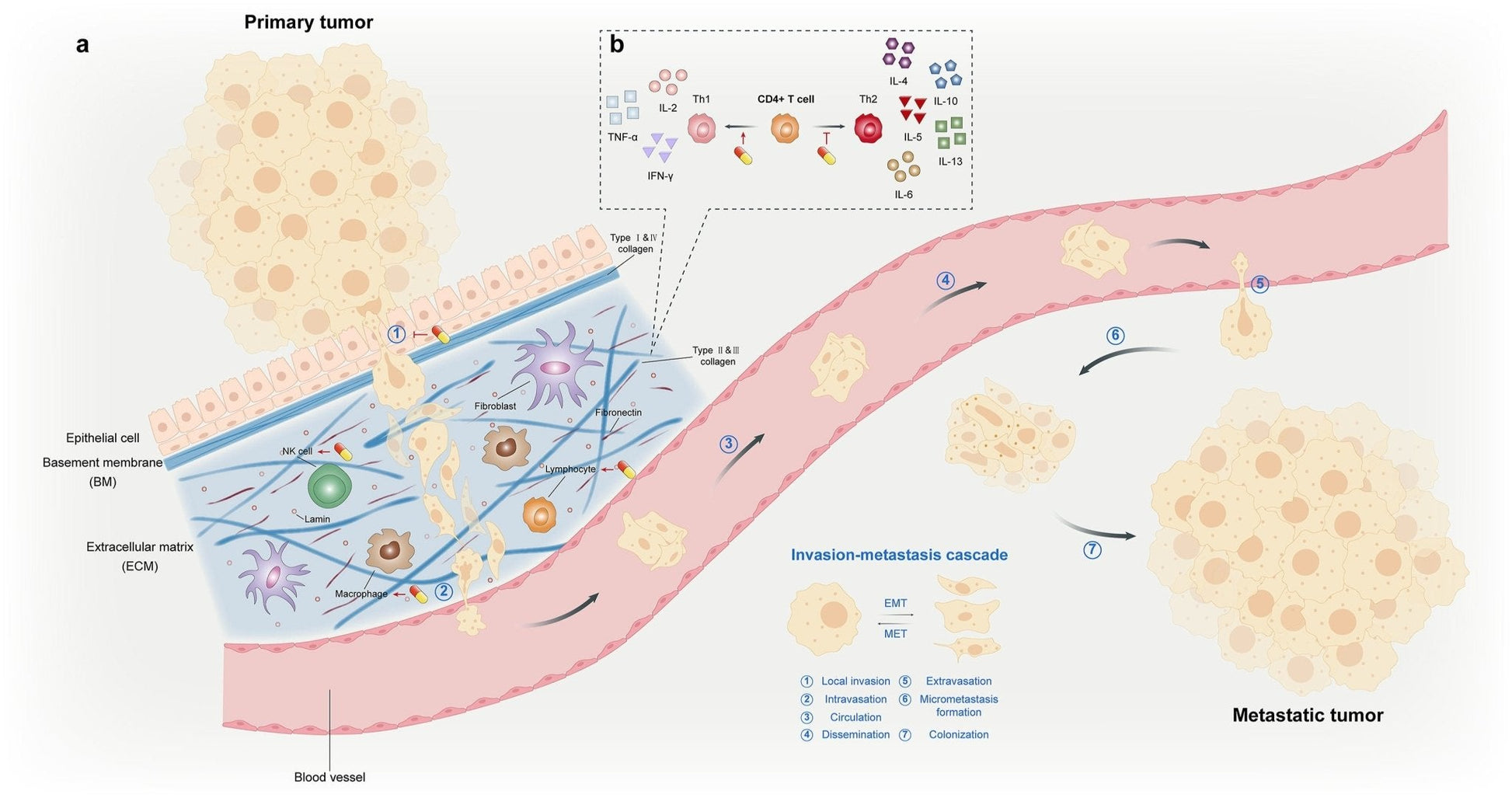 Plant Sterols – Beta-Sitosterol