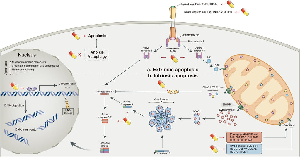 Plant Sterols – Beta-Sitosterol