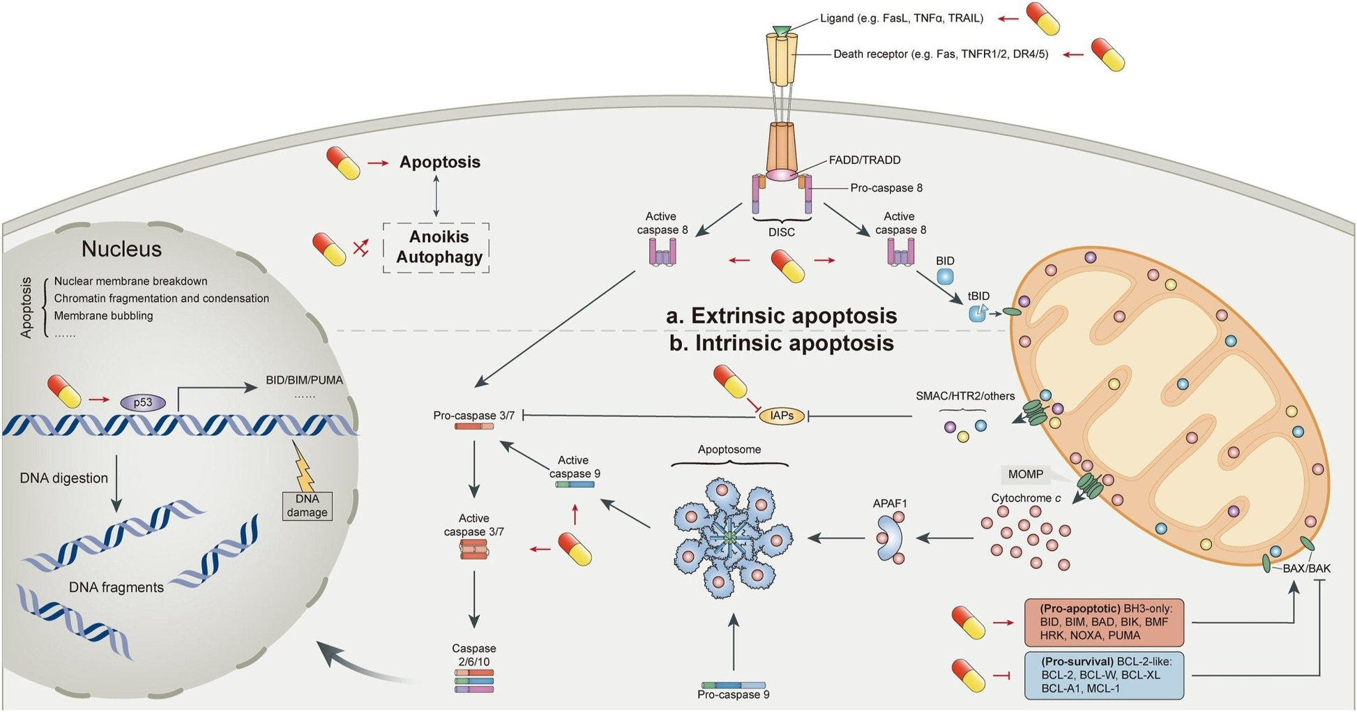 Plant Sterols – Beta-Sitosterol