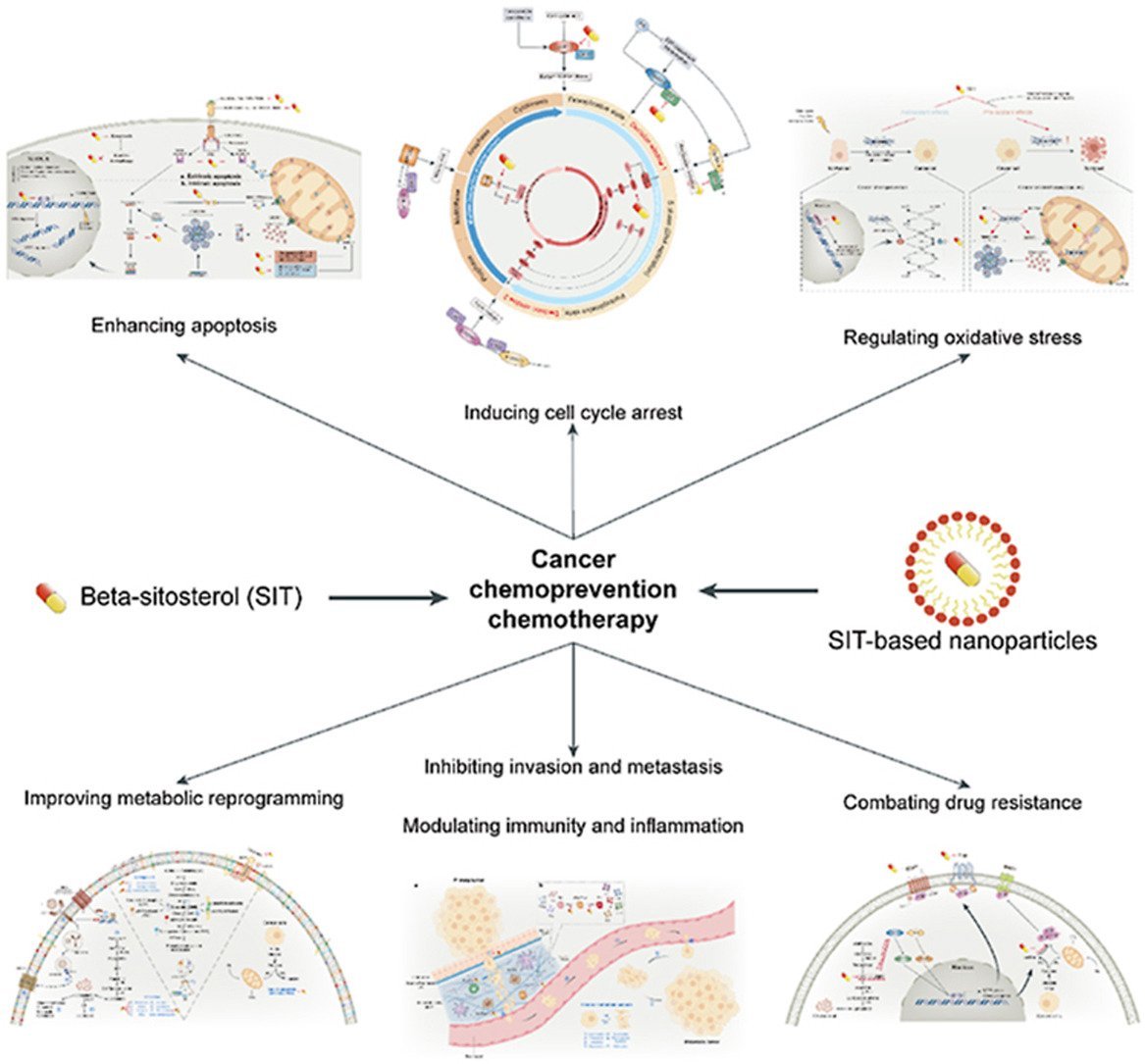 Plant Sterols – Beta-Sitosterol