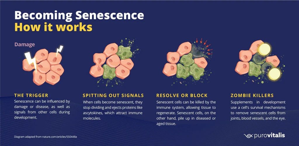 Purovitalis Liposomal Quercetin