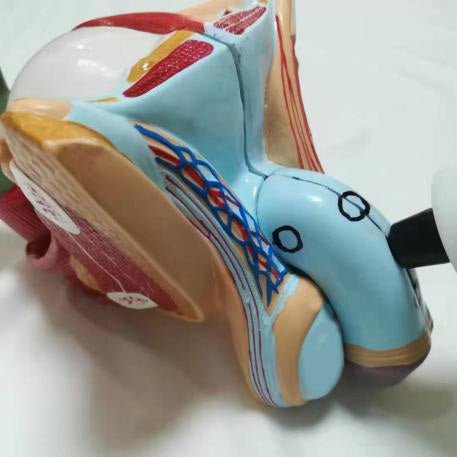 Uno Vita Focus Shockwave System (ED)