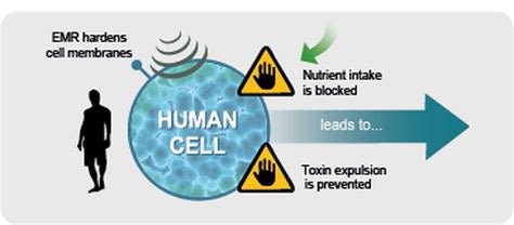 WaveRider - EMF Protection (MRET technology)